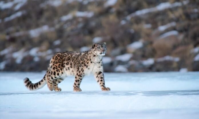 Snow leopard in Himachal Pradesh showcasing its habitat